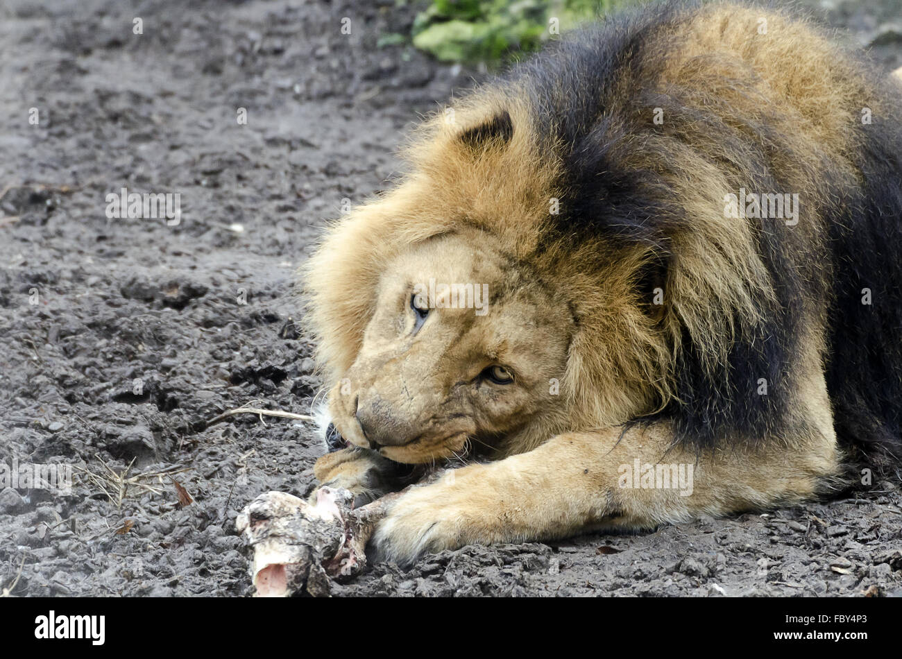 male lion chewing at a bone Stock Photo