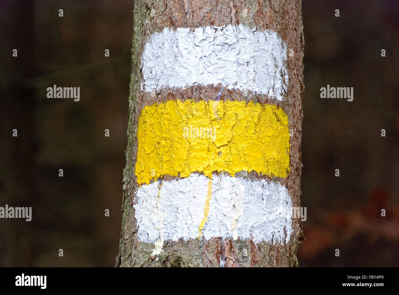 white-yellow-white painted marker on a tree Stock Photo