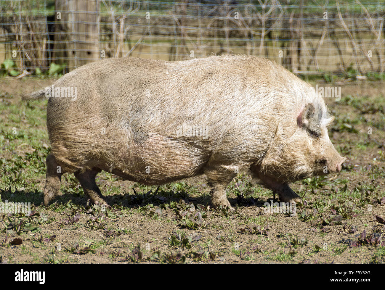 big woolly pig Stock Photo