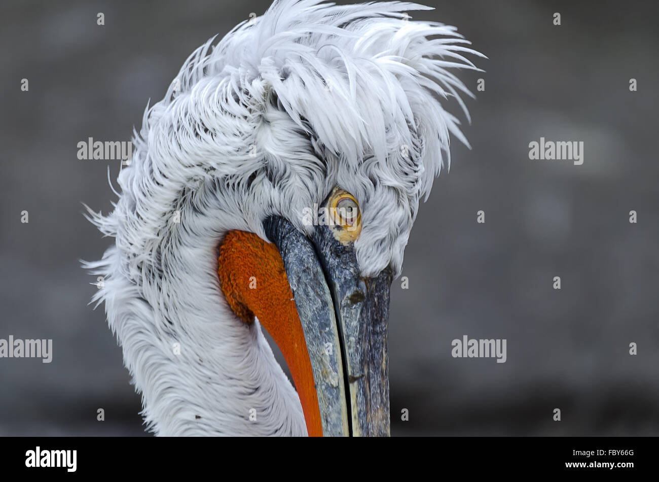 head of a pelican Stock Photo