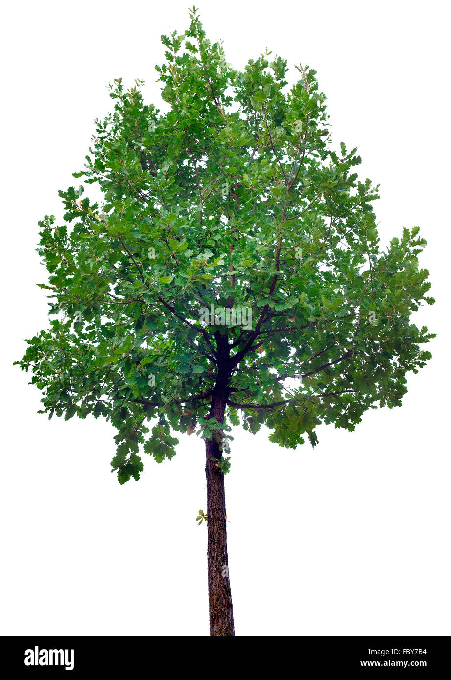 Oak Tree Isolated on White Background Stock Photo