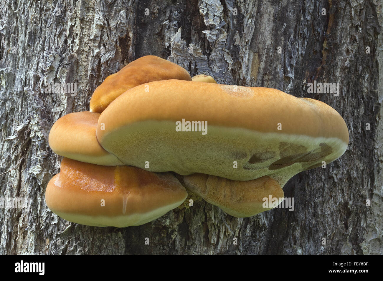 Shelf Fungus on the Tree Stock Photo