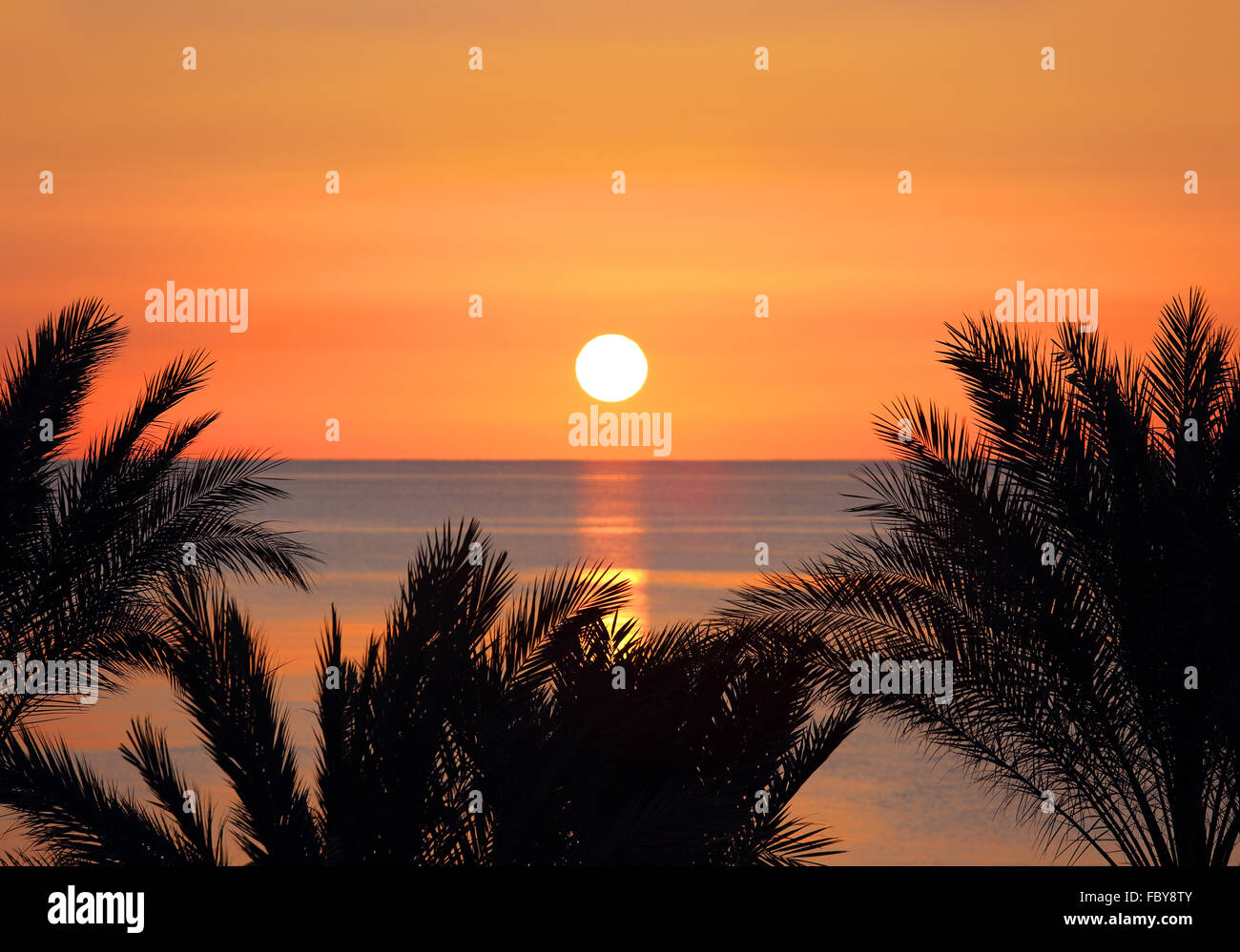 palms and sunrise over sea Stock Photo