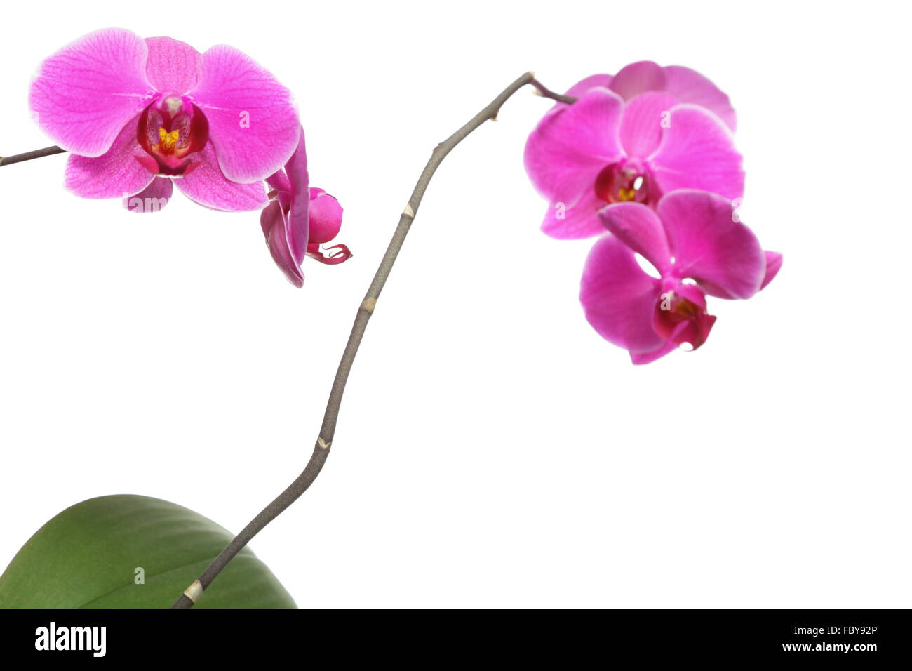 Phalaenopsis. Purple orchid on white background Stock Photo - Alamy