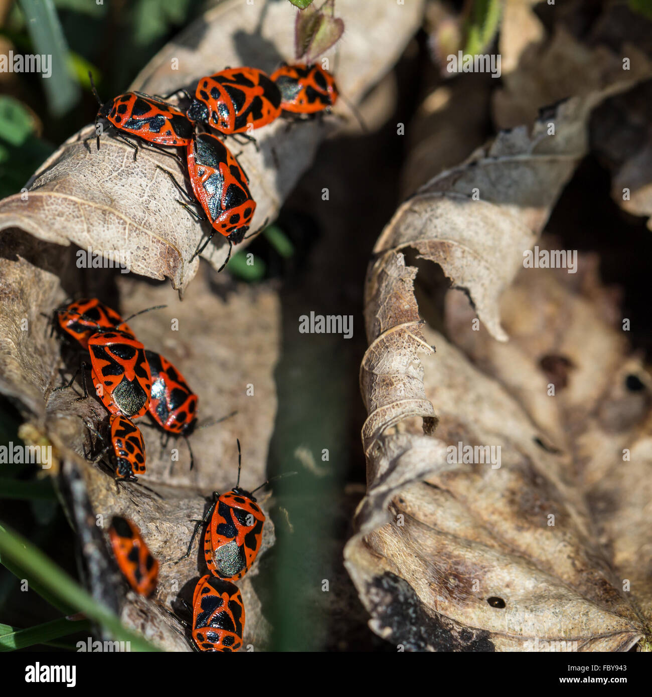 Group of fire bugs on dry leaves Stock Photo