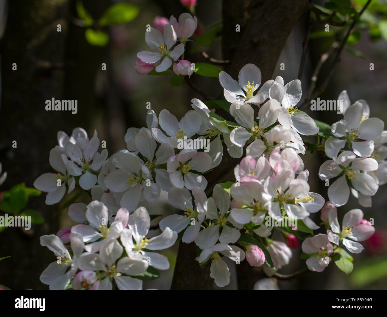 Cherry blossoms against a dark background Stock Photo