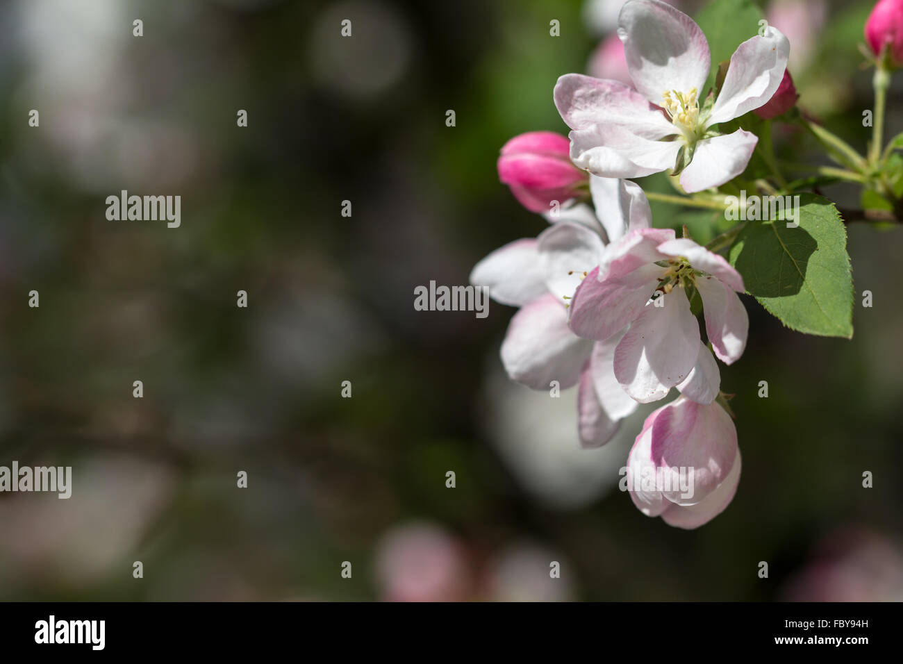 Cherry blossoms against a blurred background Stock Photo - Alamy