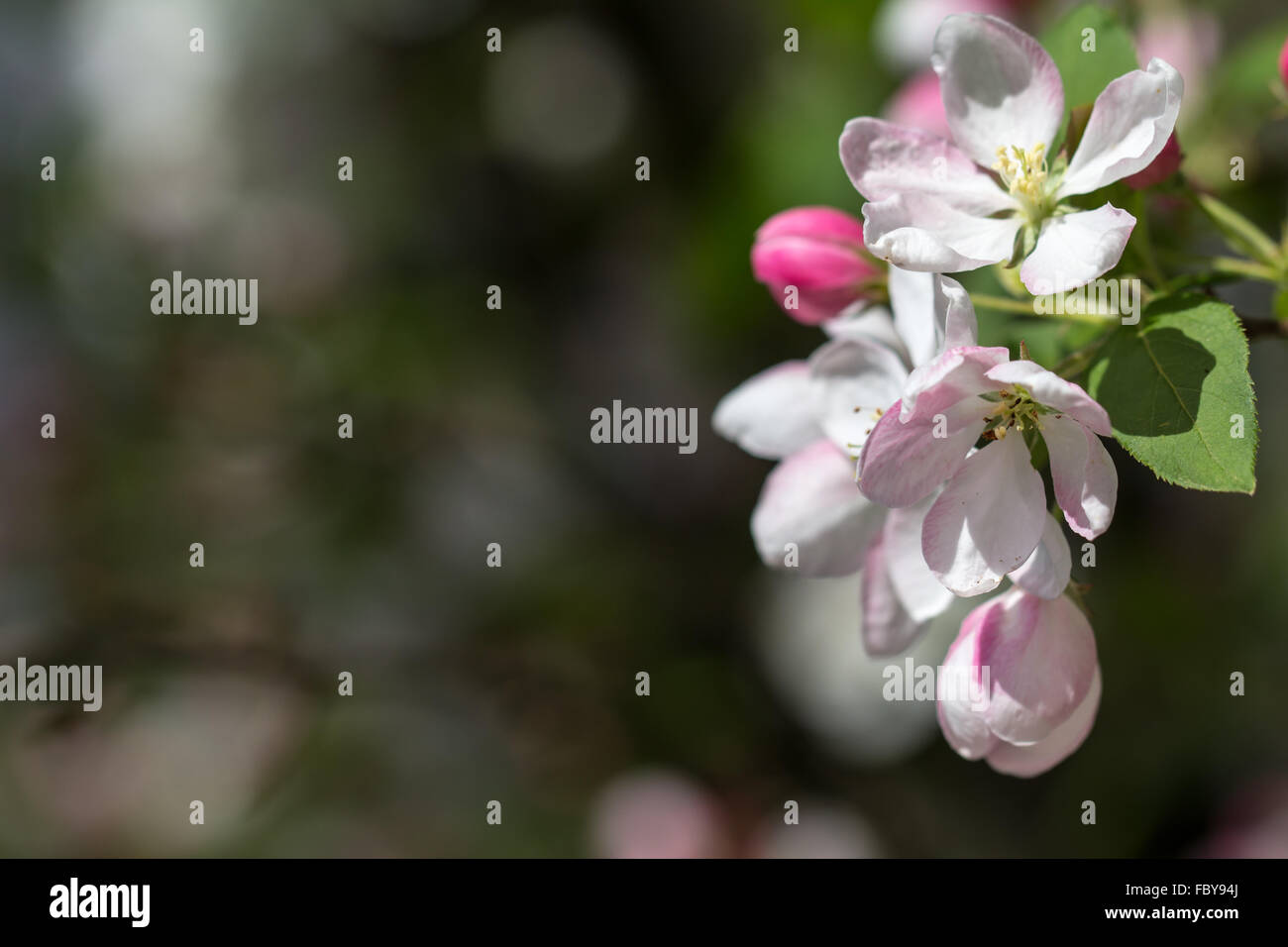 Cherry blossoms of dark blurred background, Stock Photo