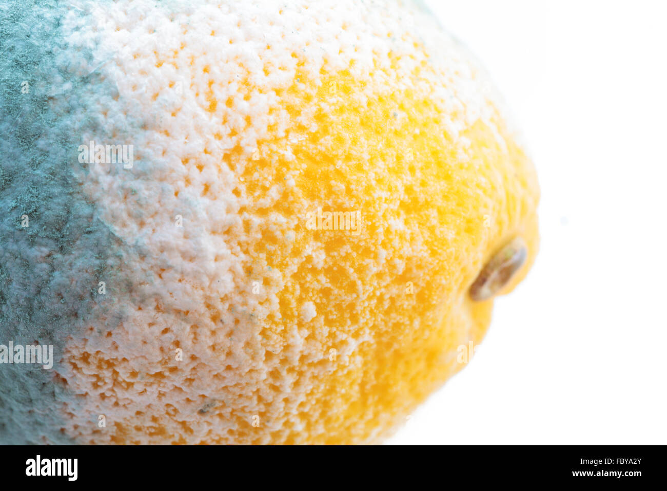Green moldy lemon citrus fruit isolated. Damaged food Stock Photo Alamy