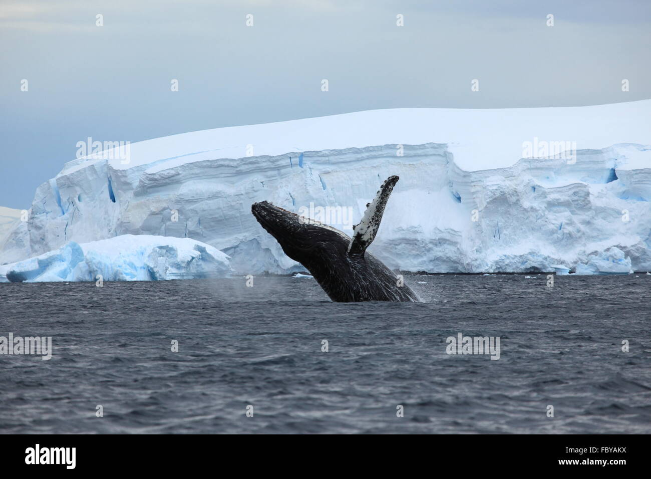 Humpbackwhale Stock Photo