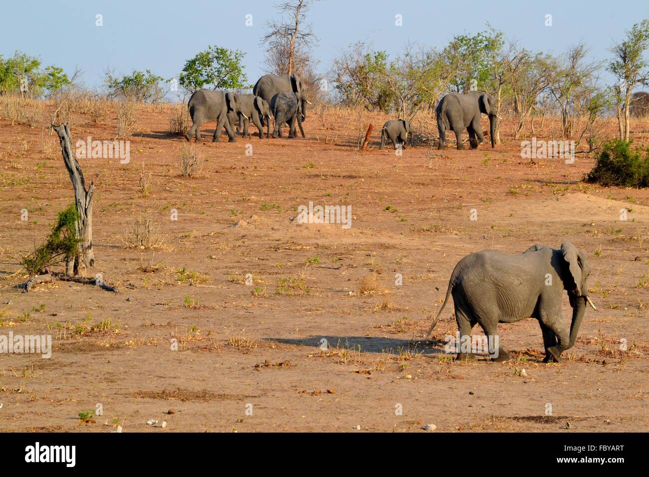 Wild elephants in Chobe National Park, Botswana, Africa Stock Photo