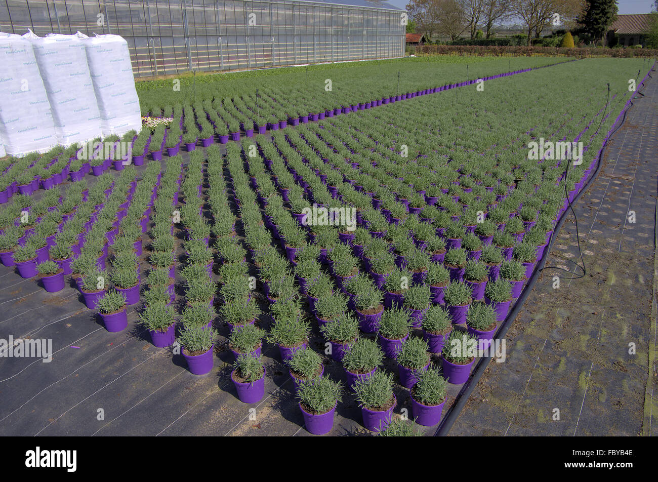 Garden plant nursery Stock Photo
