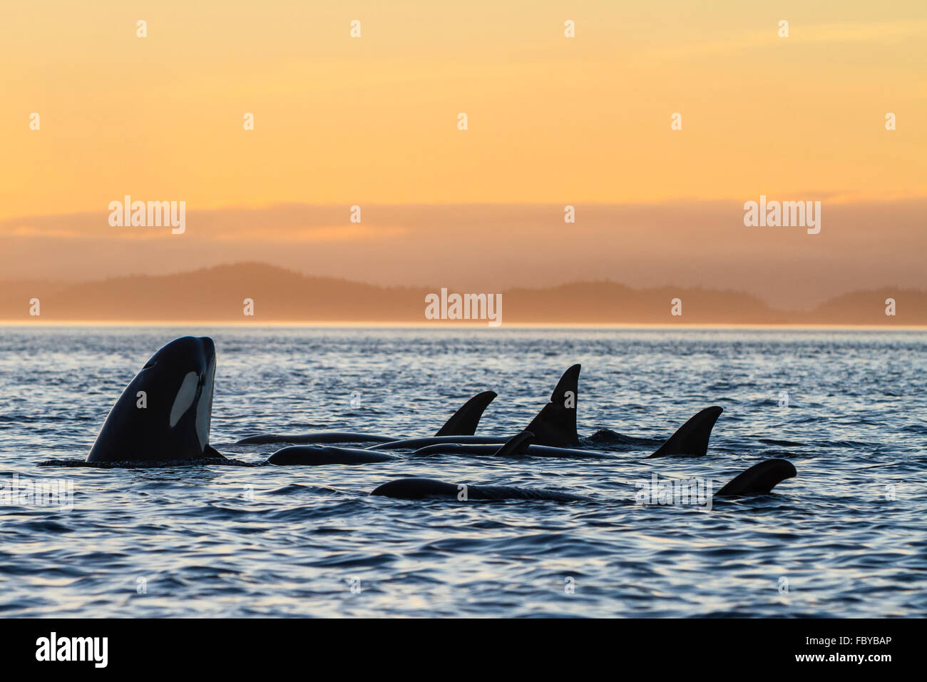 Resting family group of resident killer whales (Orcinus orca) during sunset in Johnstone Strait off Vancouver Island, British Co Stock Photo