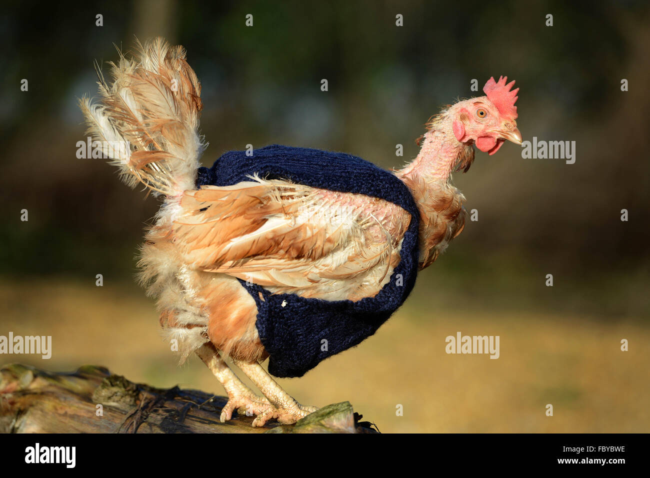 Ex battery hens with knitted woollen jumpers Stock Photo
