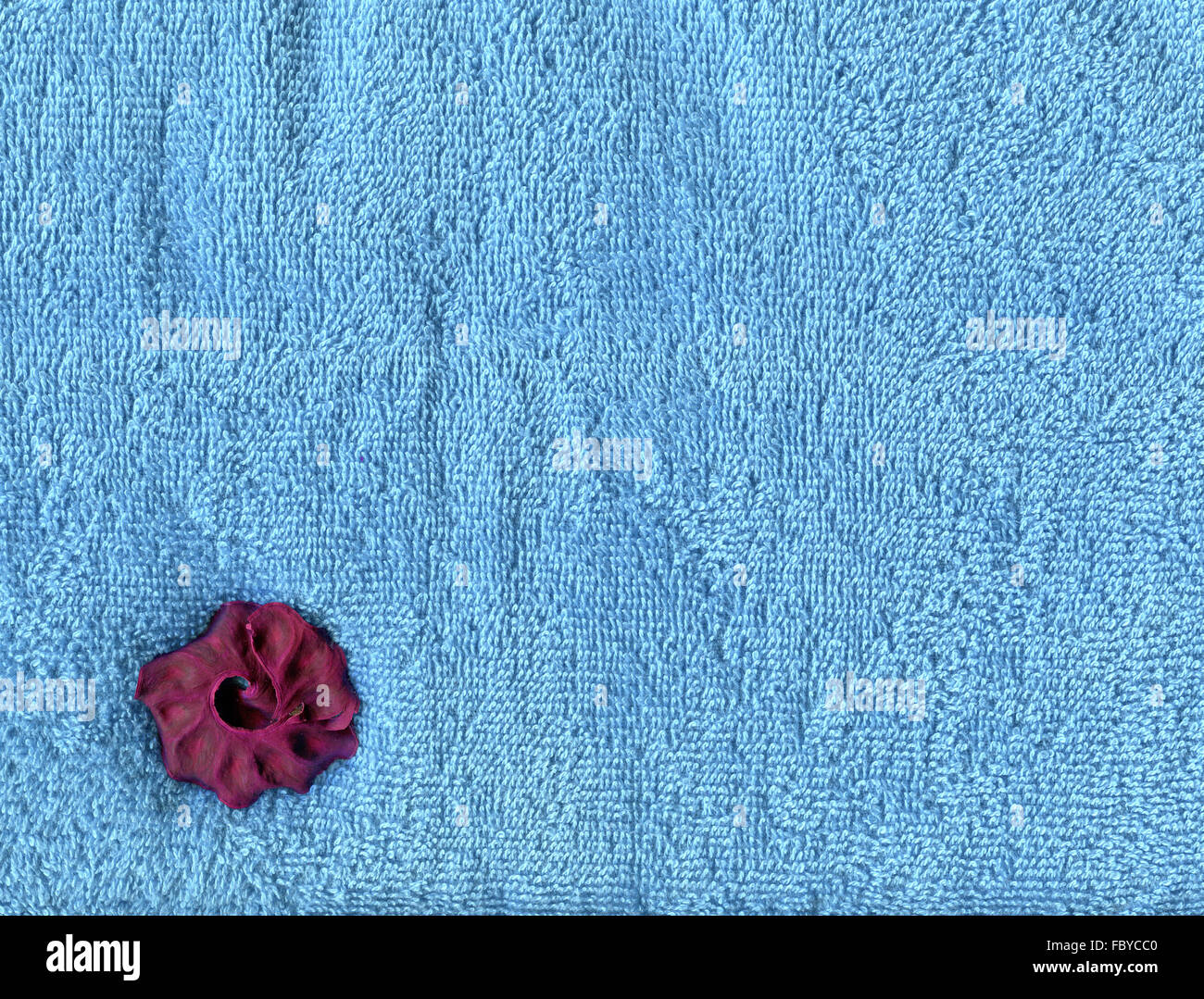 blue terry towelling with red dried flower Stock Photo