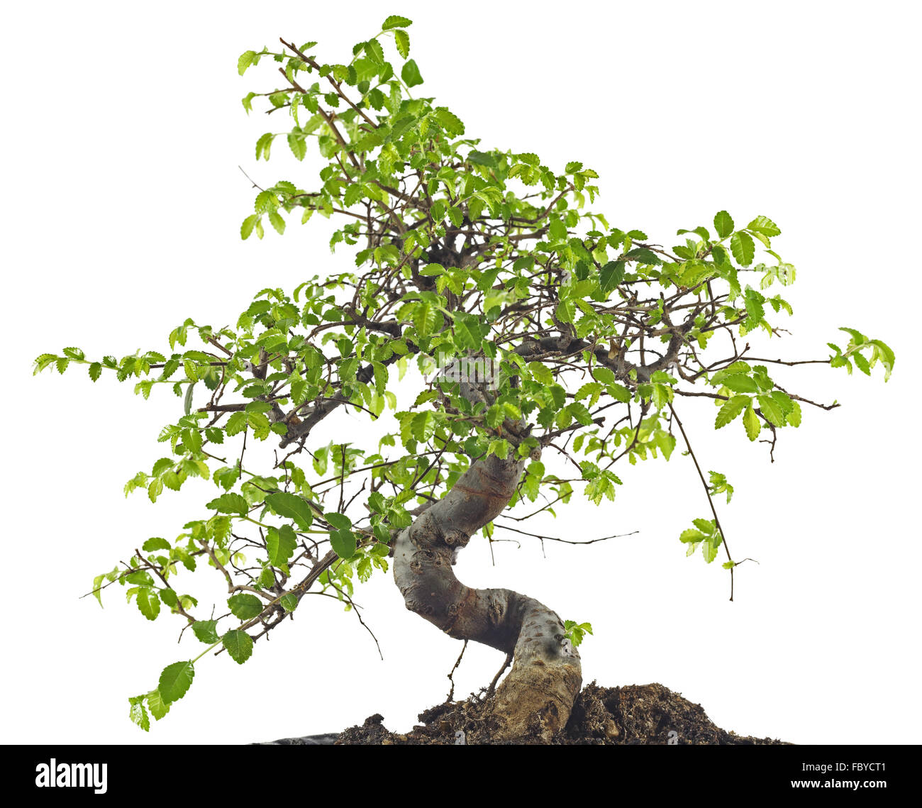 Chinese elm, mini tree Stock Photo