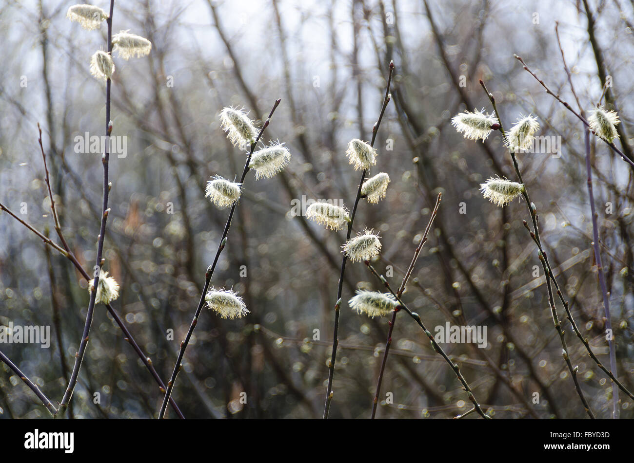 flourishing  catkin twigs Stock Photo