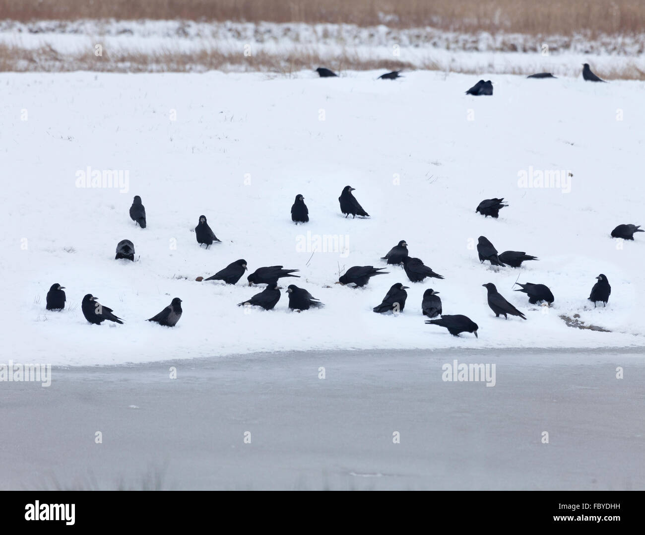 Rooks carrion snow hi-res stock photography and images - Alamy