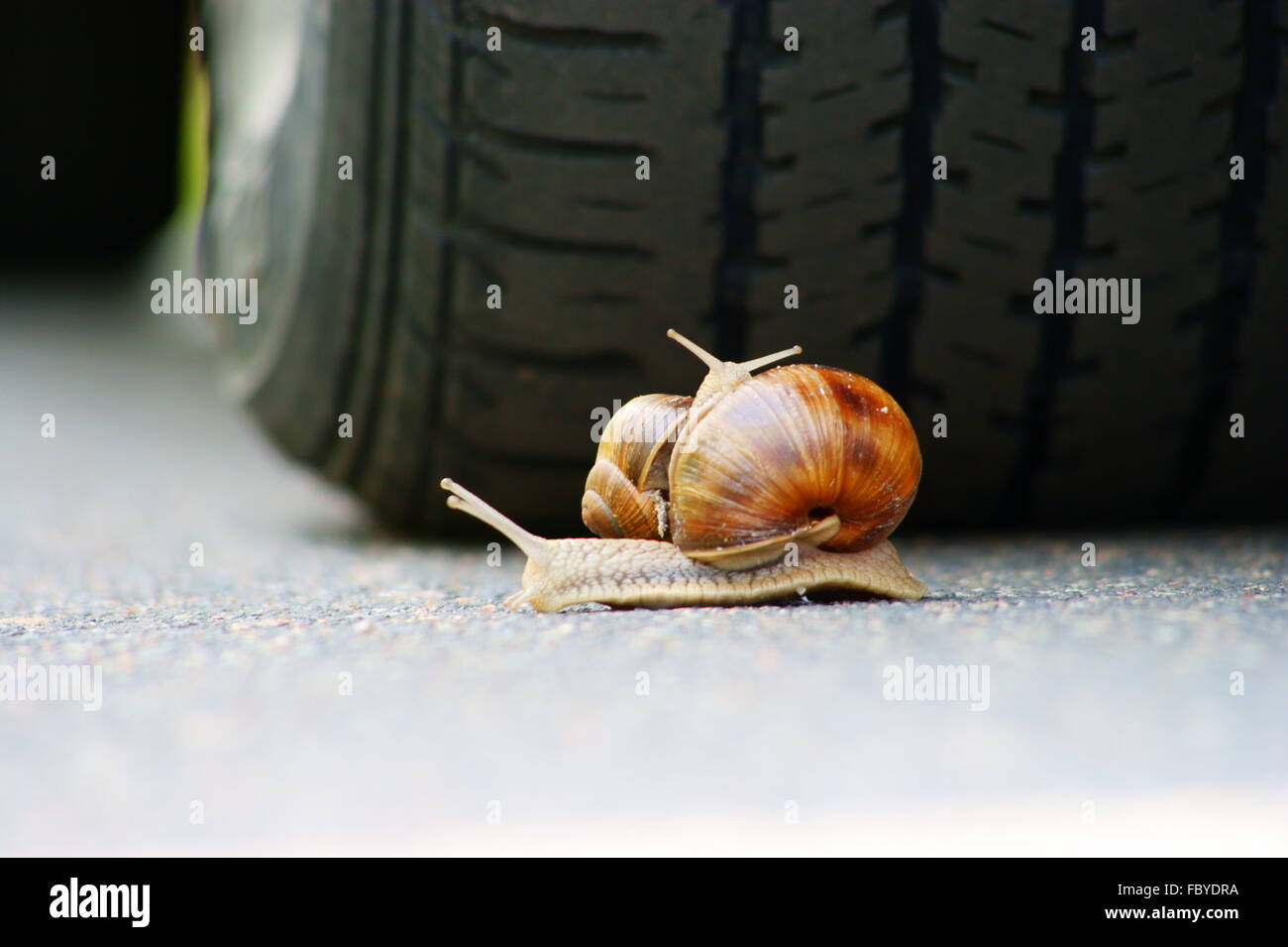 Two garden snails by car tyre outdoor Stock Photo Alamy