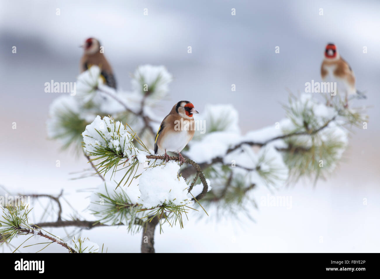 Three European Goldfinches, Carduelis carduelis, perched in a snowy conifer tree with a defocussed wintry background. Scotland Stock Photo