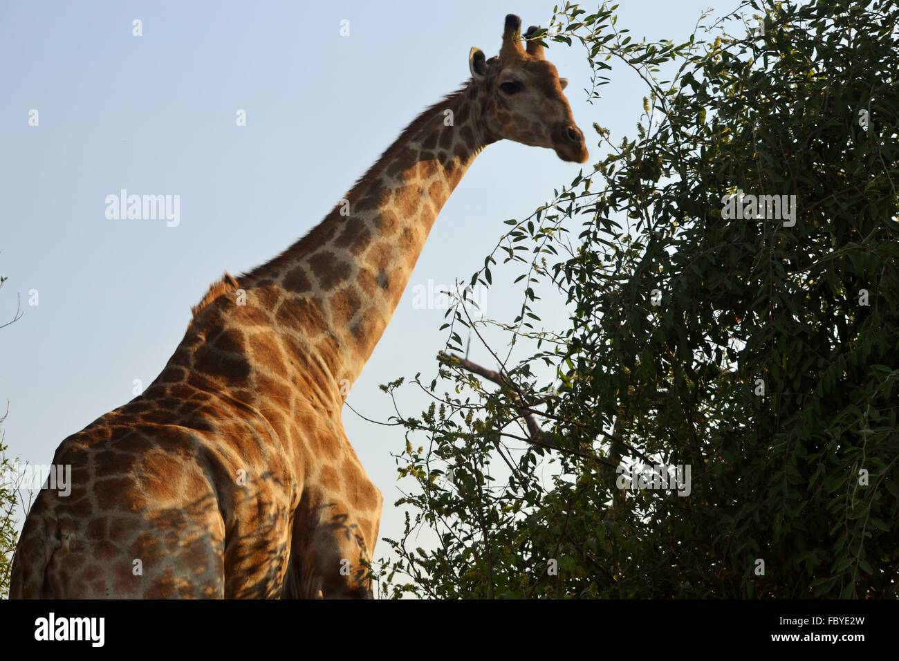 Wild Giraffe in Chobe national park, Botswana, Africa Stock Photo