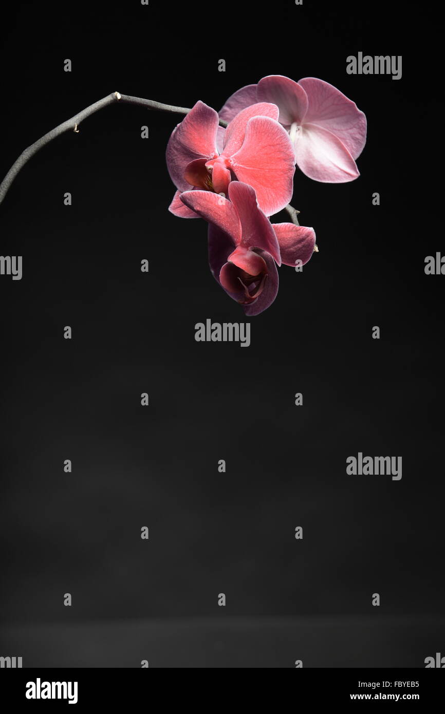 Phalaenopsis. Purple orchid on black background Stock Photo - Alamy