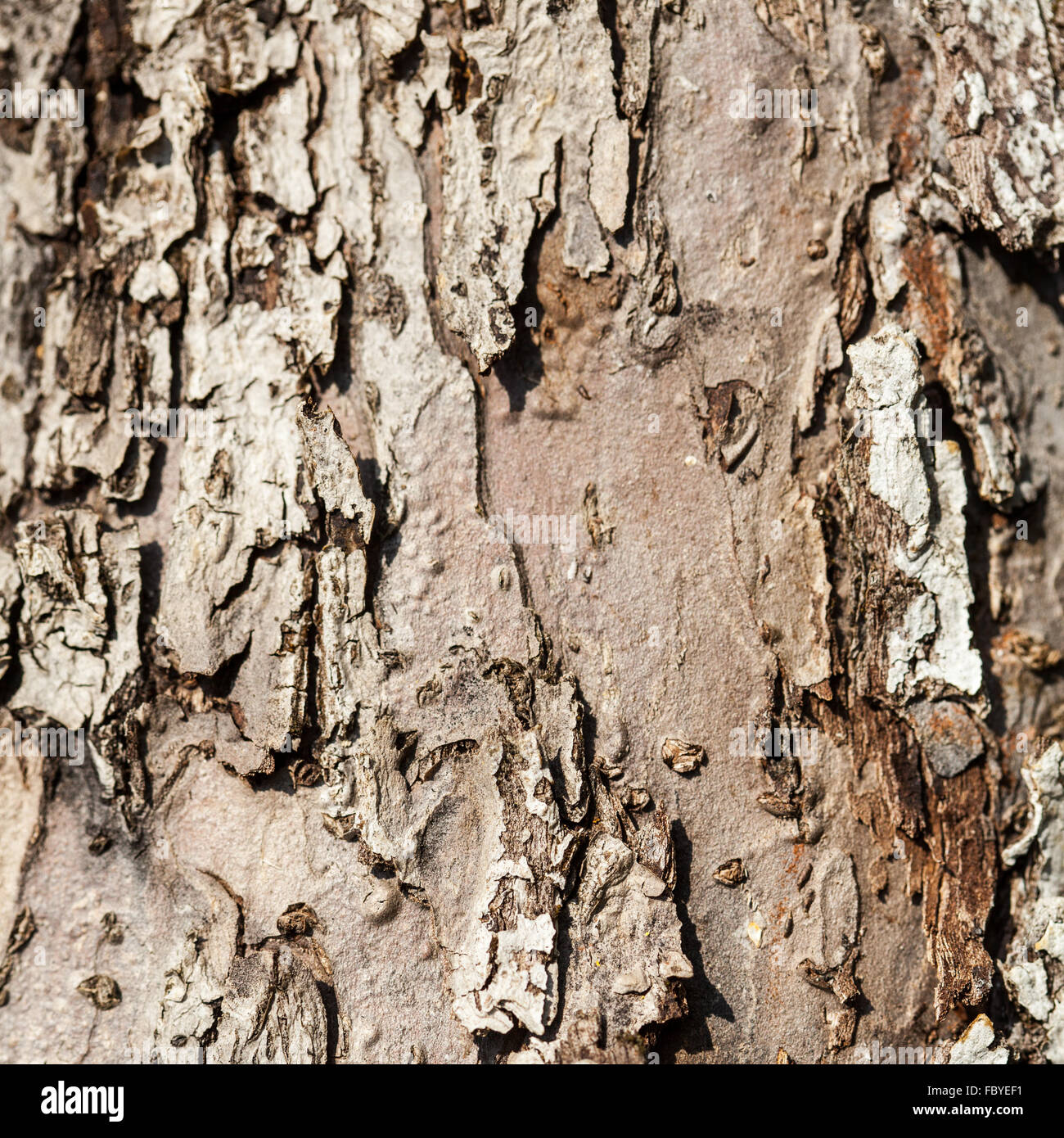 Nature. Bark of old tree as background texture Stock Photo
