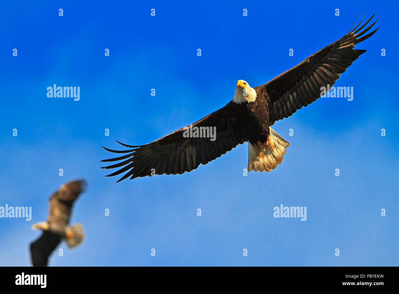 Flying bald eagle (Haliaeetus leucocephalus) with wings spread wide open against blue sky, Northern Vancouver Island, British Co Stock Photo