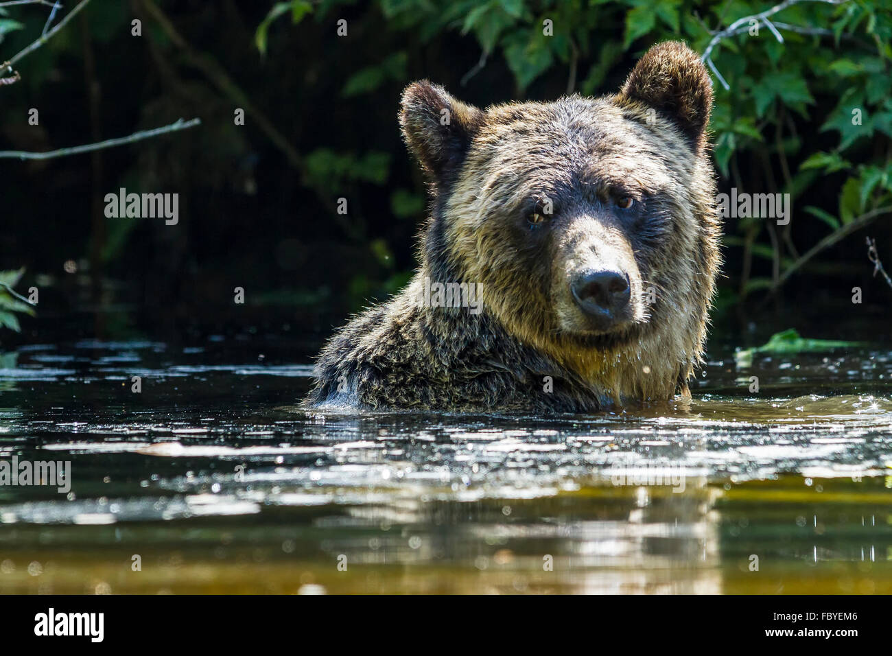 Coastal grizzly bear (Ursus arctos), swimming in Glendale Cove, Knight Inlet, British Columbia, Canada. Stock Photo