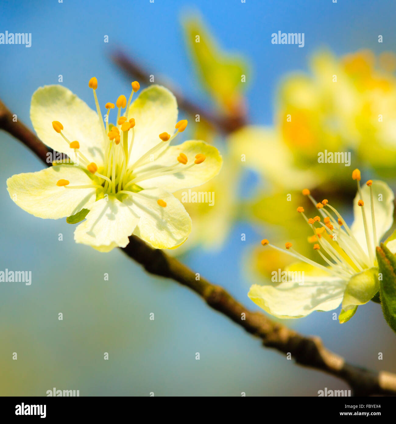 Nature. White blossoms on the branch of apple tree Stock Photo