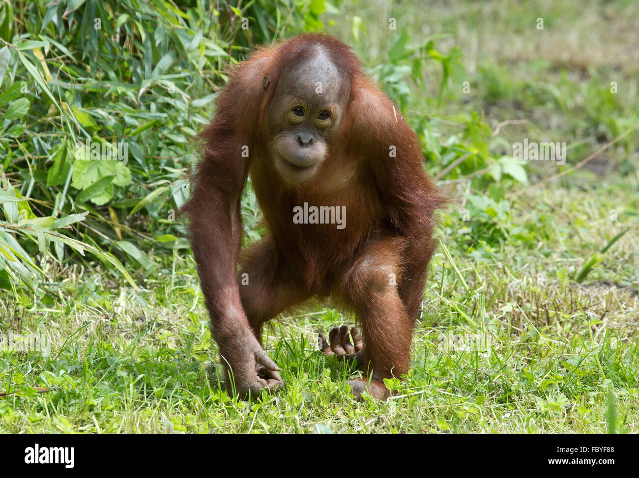 Walking Orang Utan Stock Photo Alamy