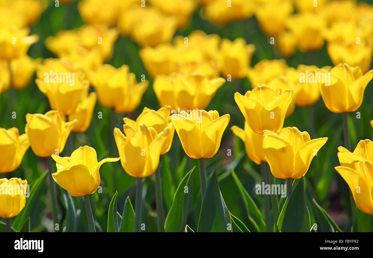 field of yellow tulips blooming Stock Photo - Alamy