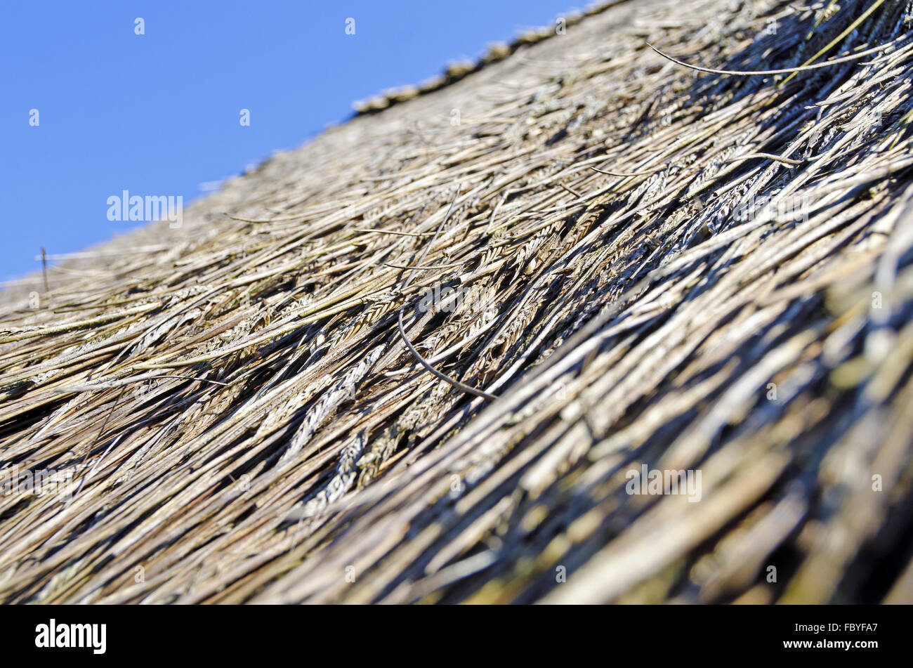 thatched roof with stray ears of corn Stock Photo