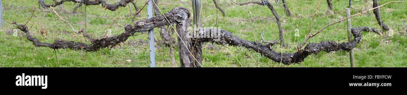 old knobby vine stock Stock Photo
