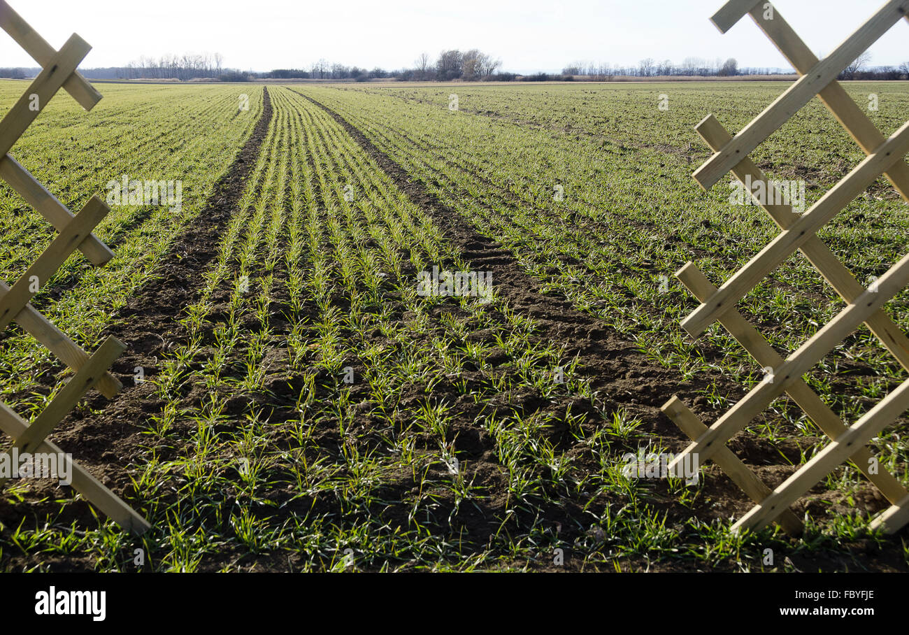 field with winter grain and furrows Stock Photo