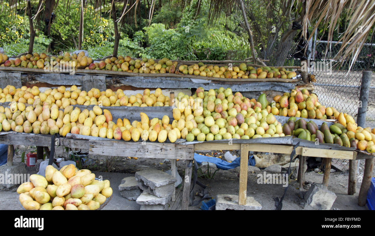 fresh caribbean mango Stock Photo Alamy