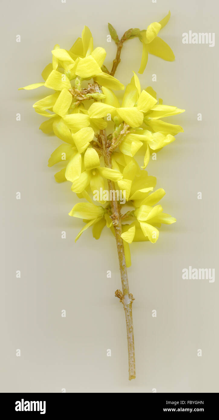 flowering twig of a forsythia Stock Photo