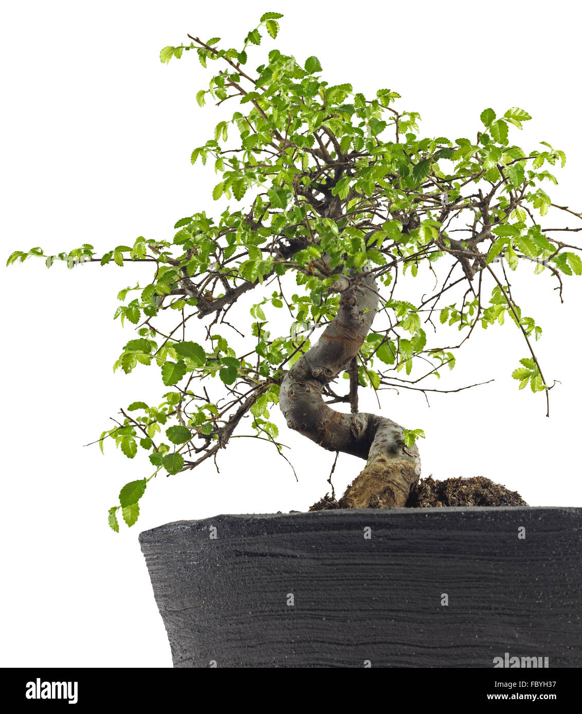 Japanese Elm Bonsai Stock Photo