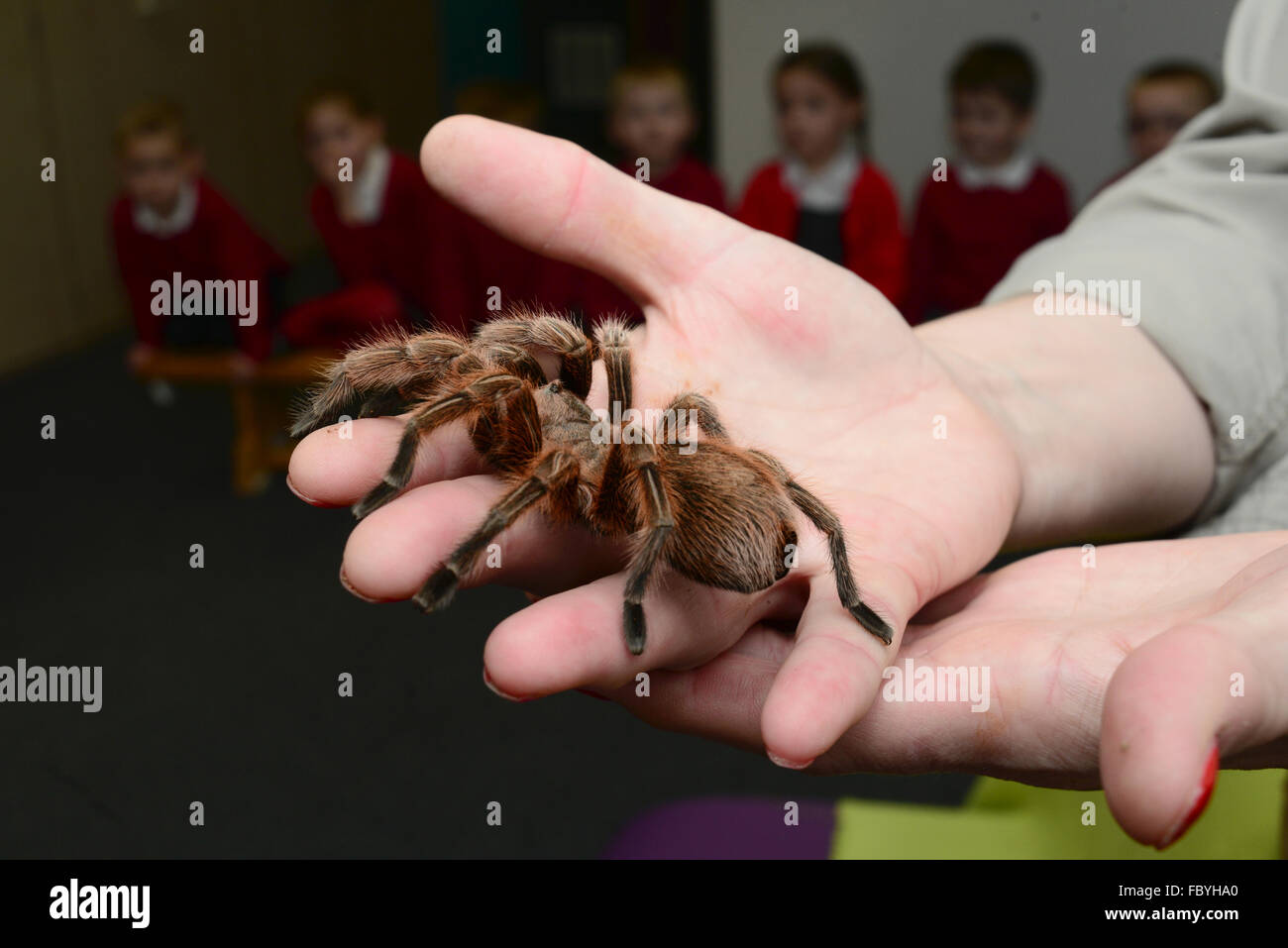 A woman holding a tarantula spider. Stock Photo
