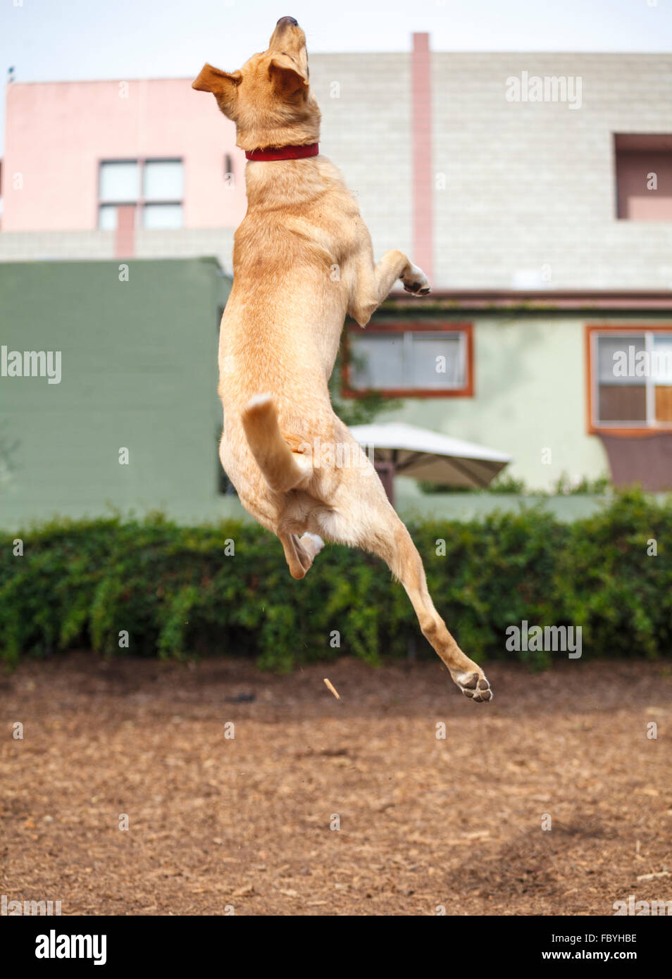 Dog jumps high in dog park Stock Photo