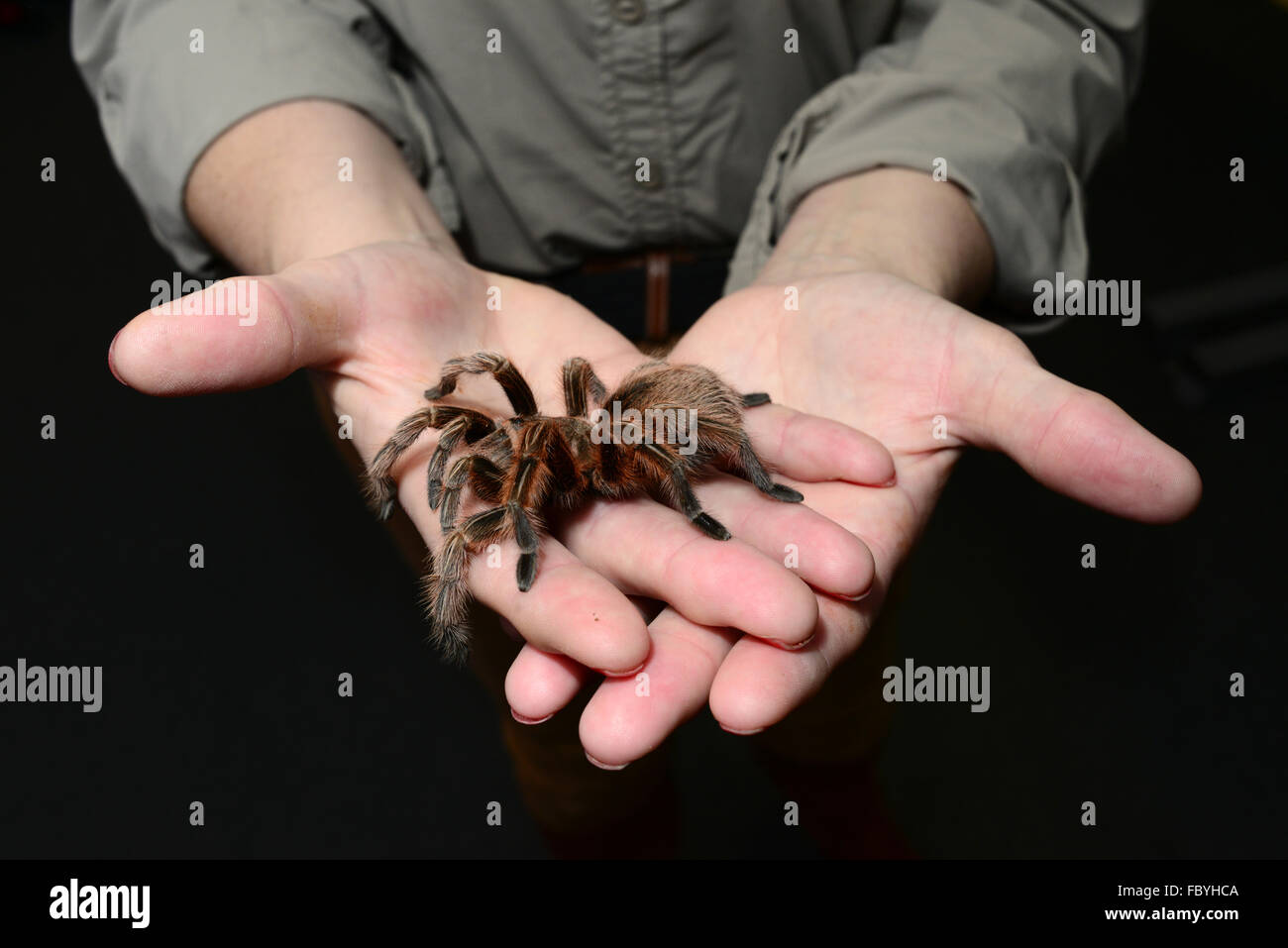 A woman holding a tarantula spider. Stock Photo