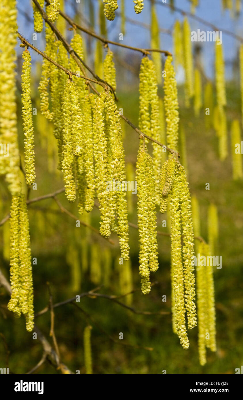 Hazel-bush Stock Photo