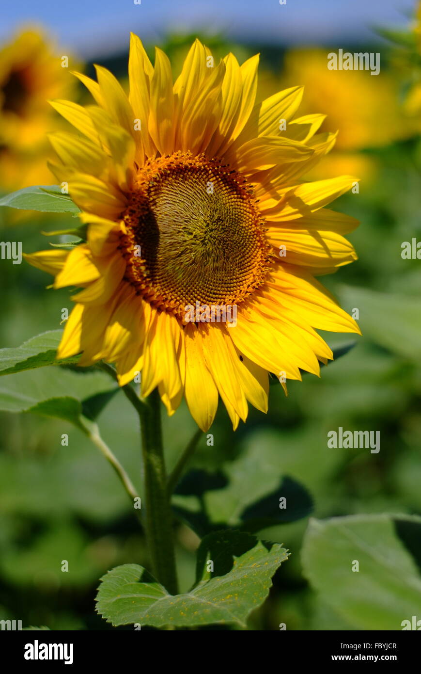 Sunflower core hi-res stock photography and images - Alamy
