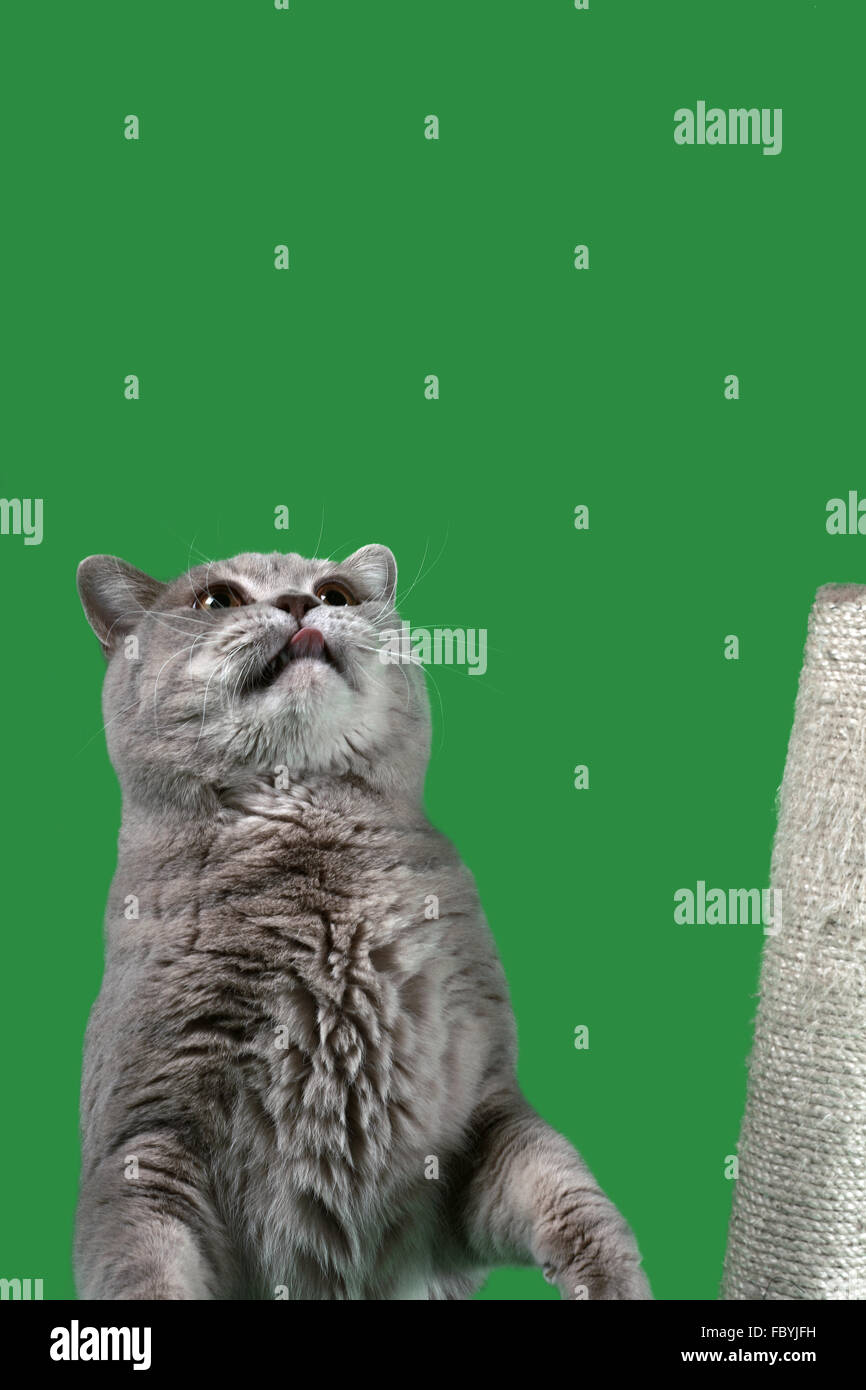 British Shorthair Cat Cutout Stock Photo