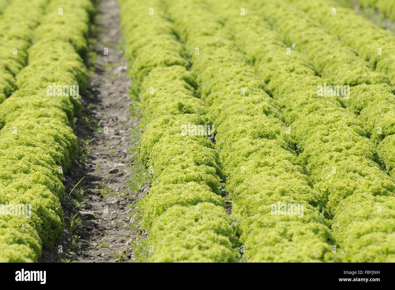 fields of lettuce Stock Photo