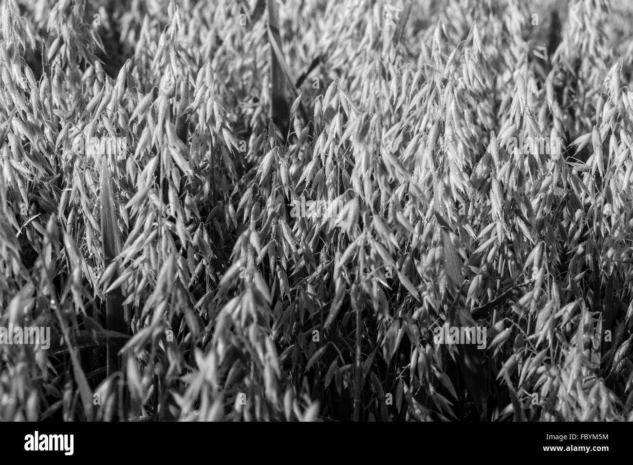 Black & white shot of oats Stock Photo