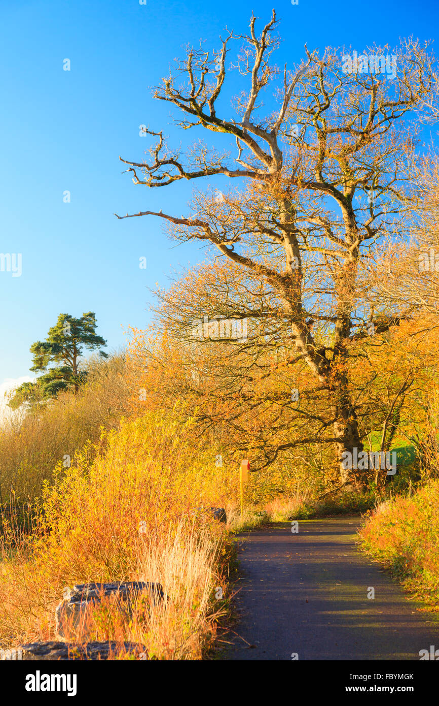 Beautiful landscape. Autumn Pathway Co.Cork, Ireland Stock Photo - Alamy