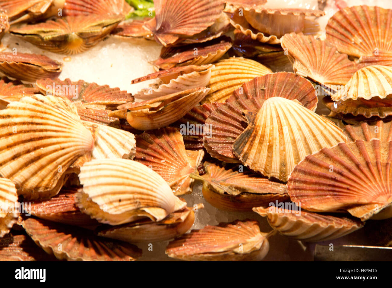 fresh sea shells Stock Photo Alamy