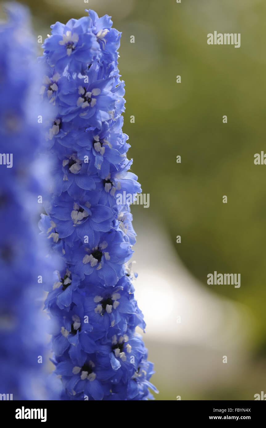 Rittersporne High Resolution Stock Photography and Images - Alamy