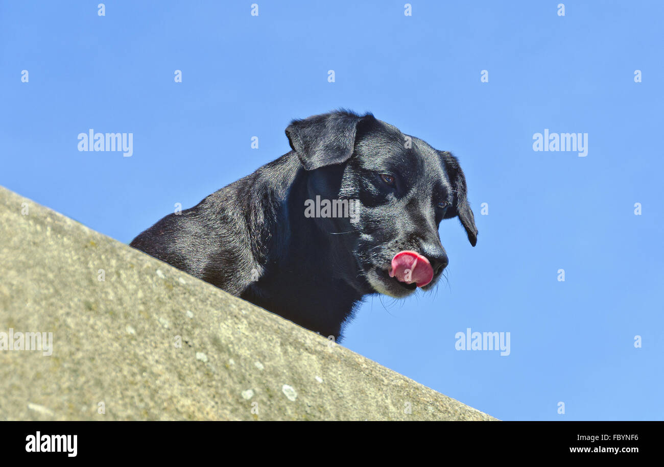 black dog with pink tongue Stock Photo